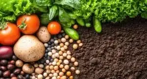 Vegetable & Crop Seeds